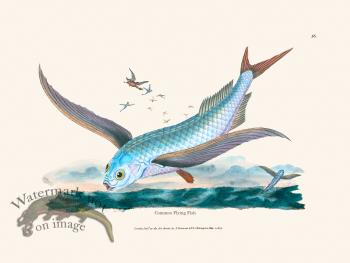 036 Common Flying Fish